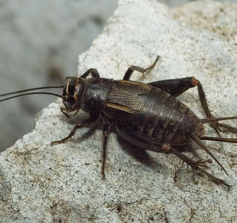 scarab beetle para sa suwerte